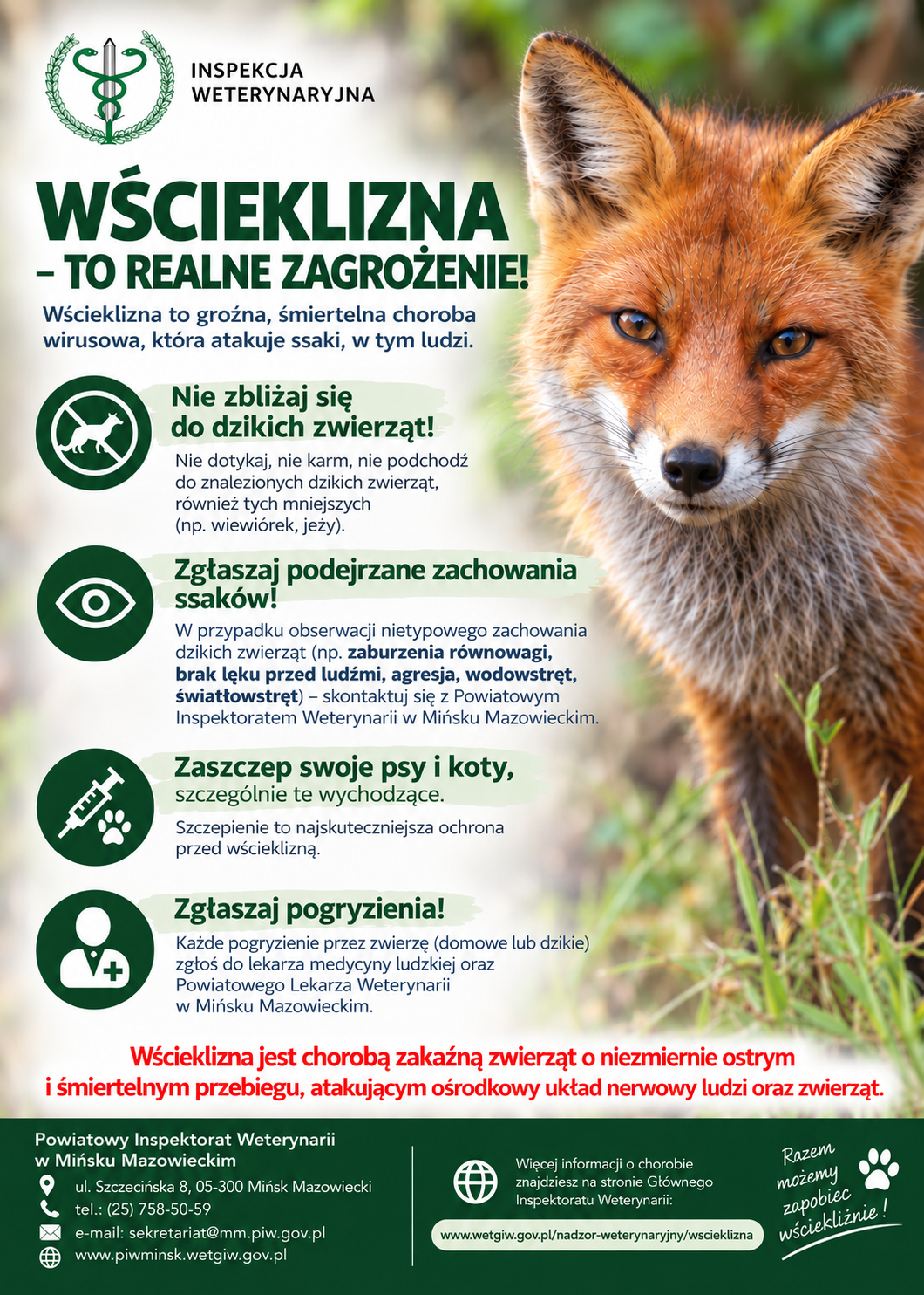 plakat wscieklizna lis